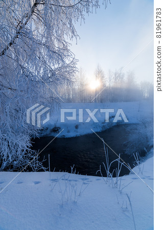 foggy winter riverside at morning with sun shine between birch trees - vertical frame foggy winter riverside at morning with sun shine between birch trees - vertical frame 81961783