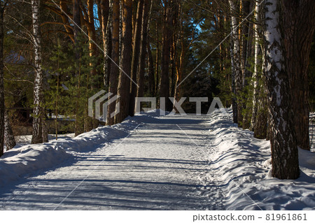 winter park walking alley covered by white snow at sunny sideway daylight weather without anybody 81961861