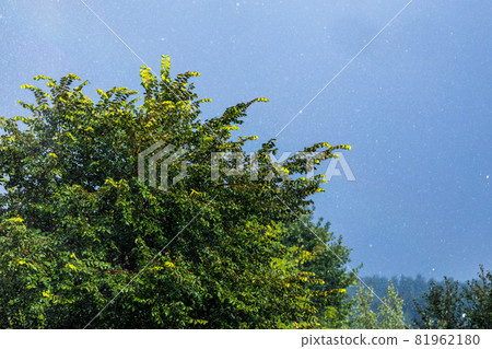 Tree foliage onder rain falling under sun. Short esposure telephoto close shot. Tree foliage onder rain falling under sun. Short esposure telephoto close shot. 81962180