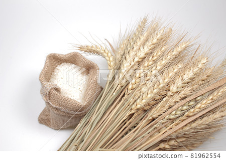 A Rice in burlap sack and dry rice plant A Rice in burlap sack and dry rice plant 81962554