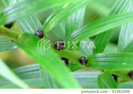 Tiger lily propagule up Tiger lily propagule up 81962606