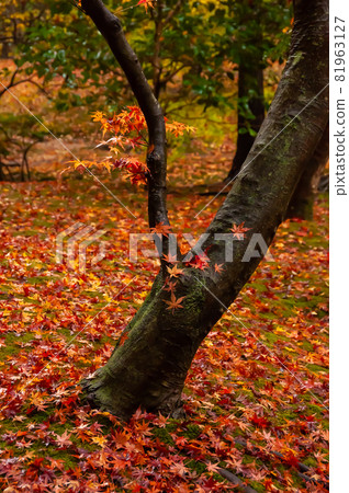 Amazing tree trunk closeup with Japanese maple wet red leaves over it, autumn leaves carpet around. Amazing tree trunk closeup with Japanese maple wet red leaves over it, autumn leaves carpet around. 81963127