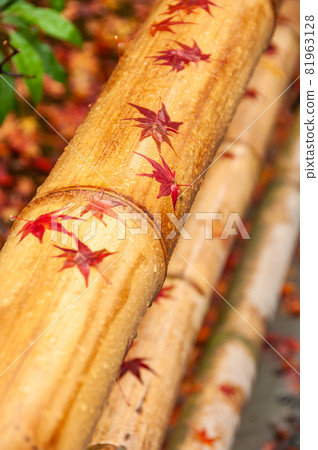 Gorgeous bamboo handrail with Japanese maple wet red leaves over it, rain droplets in autumn days. Gorgeous bamboo handrail with Japanese maple wet red leaves over it, rain droplets in autumn days. 81963128