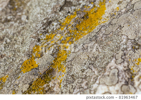 gray molded stone background 81963467