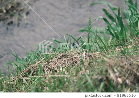 Orthetrum albisum perching on weeds 81963510