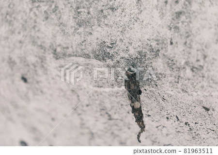Small bagworm hole Small bagworm hole 81963511