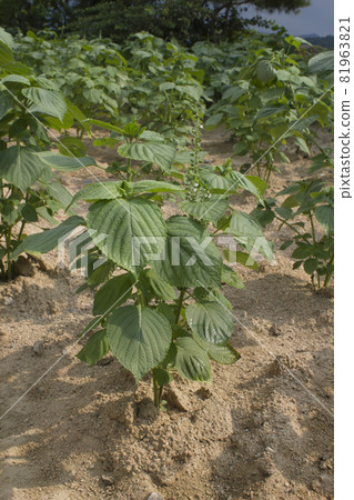 Perilla field Perilla field 81963821