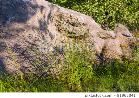 large stone with tall grass large stone with tall grass 81963841