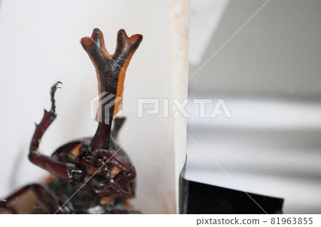 正面甲蟲角上的蛹痕跡 正面甲蟲角上的蛹痕跡 81963855