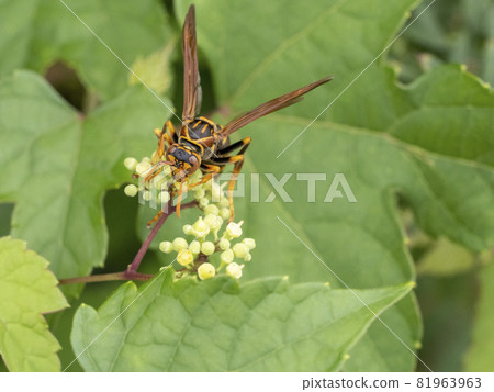 Polistes jokahamae that came to the wild grape flower Polistes jokahamae that came to the wild grape flower 81963963