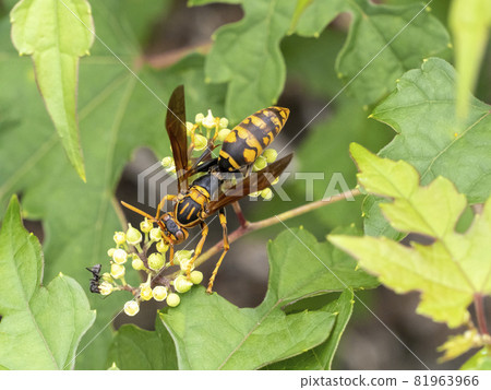 來到野葡萄花的Polistes jokahamae 81963966