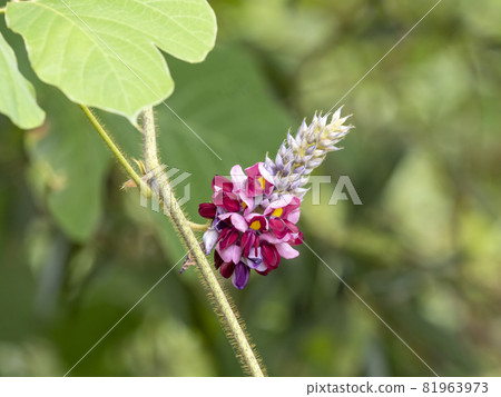 猩紅色的花朵 81963973