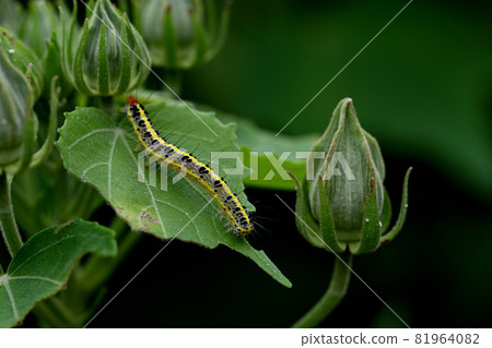 Confederate rose leaves and caterpillars Confederate rose leaves and caterpillars 81964082