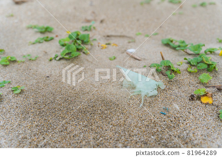 Garbage on the beach Environmental problems 81964289