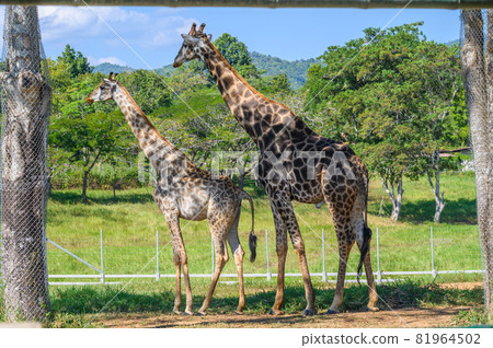 Couple of Giraffe (or Giraffa) living in conservation park. The giraffe is a long-necked ruminant of the African savannah, the tallest living land animal. 81964502