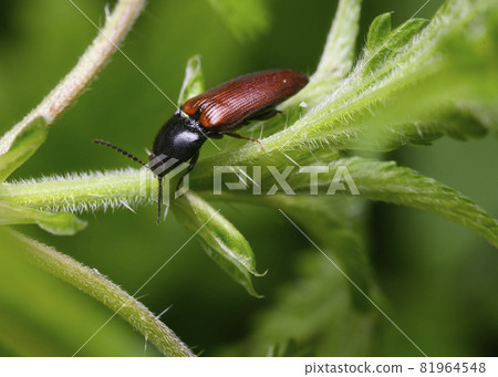 Close-up view of a black-brown beetle on a shrub branch 81964548