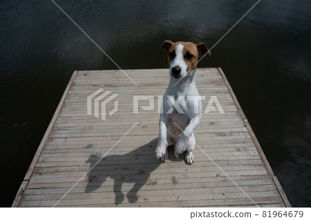 Sad dog jack russell terrier sits alone on the pier by the lake. Sad dog jack russell terrier sits alone on the pier by the lake. 81964679