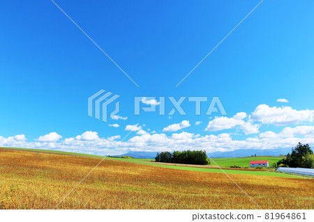 Hokkaido Autumn blue sky and Biei scenery 81964861