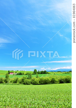 Hokkaido Autumn blue sky and Biei scenery 81964863