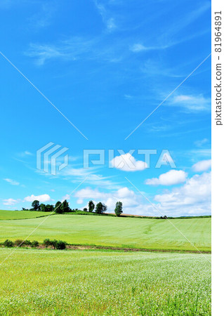 Hokkaido autumn blue sky and buckwheat field 81964891