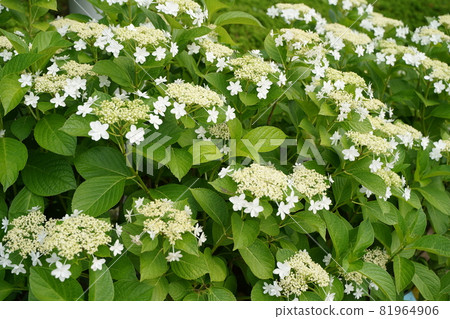 White forehead hydrangea hydrangea flower rainy season June rain green outdoor park Hakkeijima White forehead hydrangea hydrangea flower rainy season June rain green outdoor park Hakkeijima 81964906