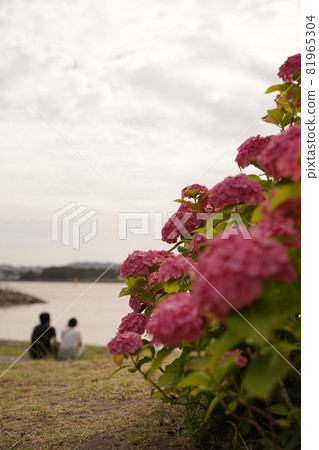 粉紅色的繡球花海情侶繡球花繡球花雨季六月雨綠色戶外公園八景島 81965304