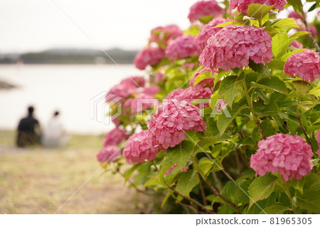 粉紅色的繡球花海情侶繡球花繡球花雨季六月雨綠色戶外公園八景島 81965305