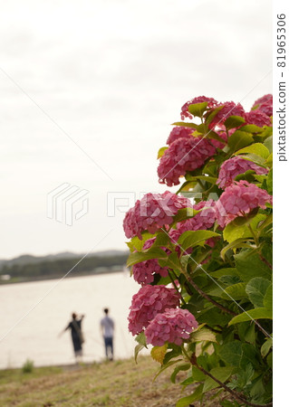 粉紅色的繡球花海情侶繡球花繡球花雨季六月雨綠色戶外公園八景島 81965306
