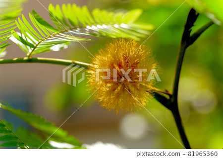 觀賞植物 Everfresh 花 觀賞植物 Everfresh 花 81965360