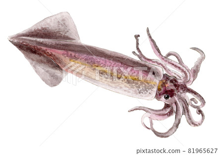 Hand-painted watercolor of Japanese flying squid 81965627