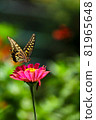A swallowtail butterfly flies in search of flowers in a flower garden 81965648