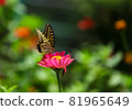 A swallowtail butterfly flies in search of flowers in a flower garden 81965649