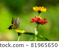 A swallowtail butterfly flies in search of flowers in a flower garden 81965650