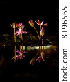 A wild flower in a pond that blooms only at night 81965651