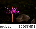A wild flower in a pond that blooms only at night 81965654