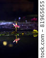 A wild flower in a pond that blooms only at night 81965655