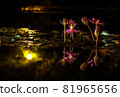 A wild flower in a pond that blooms only at night 81965656