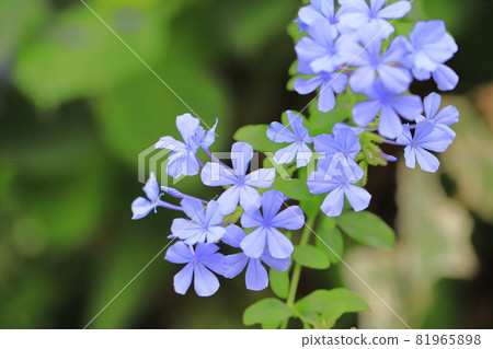 藍白花 auriculata 花 81965898