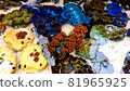 Colorful giant clams that color the Churaumi 81965925
