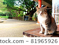 A cat looking at you on a bench 81965926