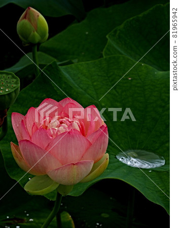 Hass flower next to Ogaki City Budokan 81965942