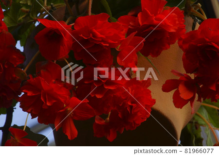 Bekonia Bekonia 81966077