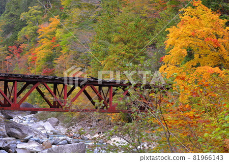 Nojiri, Okuwa-mura, Kiso-gun, Nagano Prefecture Autumn leaves in the Atera Valley and an abandoned railway bridge 81966143