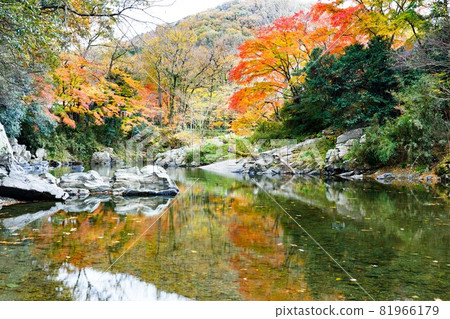 埼玉縣嵐山町嵐山溪谷的紅葉 81966179