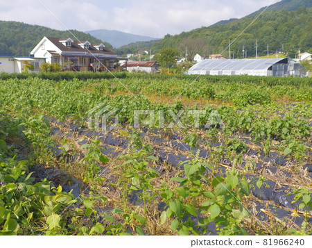 波斯菊、蕎麥花、田埂、農作物、農村 81966240