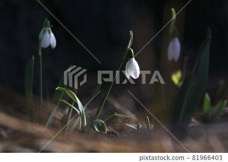Tokyo Jindai Botanical Garden Snowdrop White World [Flowers / Plants] 81966403