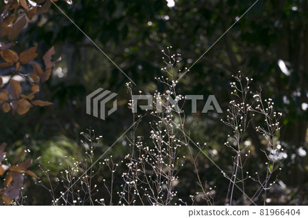 Tokyo Jindai Botanical Garden, a fantastic world of wildflowers [flowers and plants] 81966404