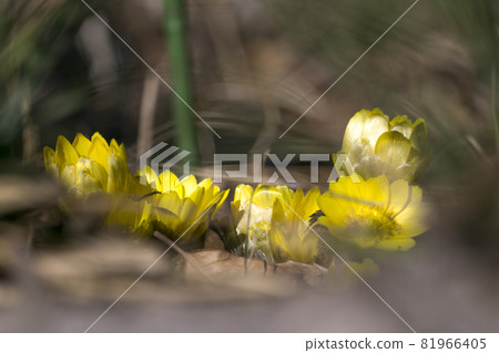 Tokyo Jindai Botanical Garden, the yellow world of Adonis ramosa [flowers and plants] 81966405