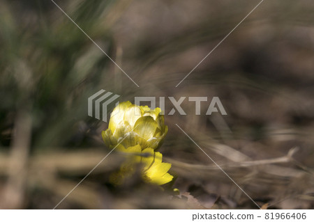 Tokyo Jindai Botanical Garden, the yellow world of Adonis ramosa [flowers and plants] 81966406