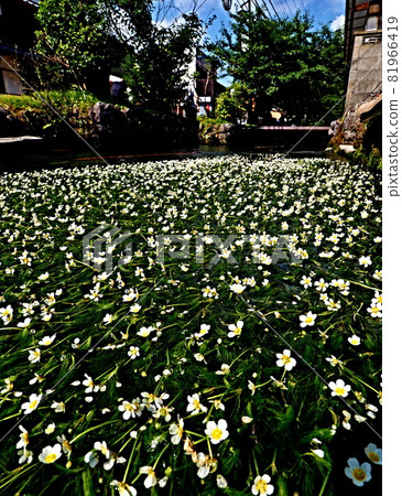 Landscape of Jizo River Landscape of Jizo River 81966419